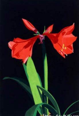 Amaryllis limited edition lithograph by Steven Ray Miller Durham NC artist