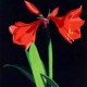 Amaryllis limited edition lithograph by Steven Ray Miller Durham NC artist