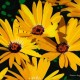 Black eyed Susans original 3-D acrylic painting on glass by Steven Ray Miller Durham NC artist