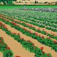 California Flower Fields limited edition serigraph silkscreen by Steven Ray Miller Durham NC artist