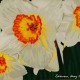 Daffodils original 3-D acrylic painting on glass by Steven Ray Miller Durham NC artist