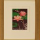 hawaiian lily pond Framed mini by Steven Ray Miller Durham NC artist