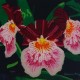 Orchids original 3-D acrylic painting on glass by Steven Ray Miller Durham NC artist