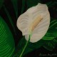 Peace lily original 3-D acrylic painting on glass by Steven Ray Miller Durham NC artist